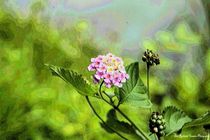 Butterfly Bloom by Dan Richards