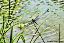 Dragonfly on Grass by Dan Richards