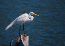 Great Egret At His Post by John Bailey