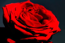 Red Rose by fraenks