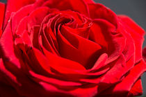 Rote Rose by fraenks