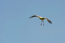 stork by B. de Velde