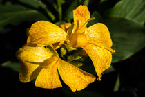 Canna indica 2 by Erhard Hess