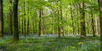 Beech Wood Bluebells by David Tinsley