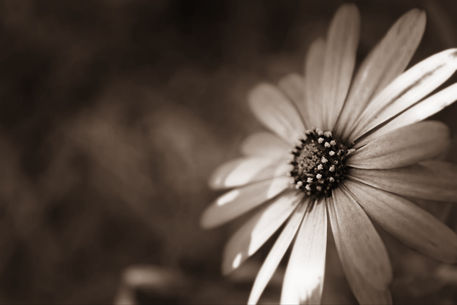 Cape-daisy