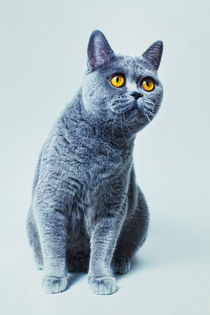 British gray cat with yellow eyes by Igor Korionov