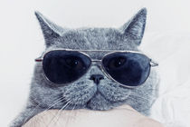 Funny muzzle of gray cat in sunglasses von Igor Korionov