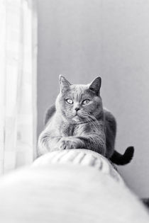 Gray cat by Igor Korionov