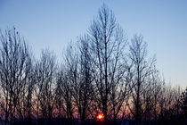 Winter bare wood against a red sunset by Igor Korionov