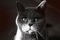 British Grey Cat by Igor Korionov