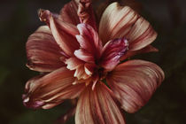 Fading flower dahlia von Igor Korionov