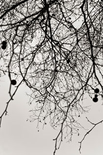 Naked branches  by Igor Korionov
