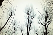 Bare branches of the trees  by Igor Korionov