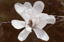 White flower  von Igor Korionov