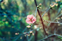 Branches of cherry blossoms by Igor Korionov