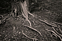 tree roots on the soil by Igor Korionov