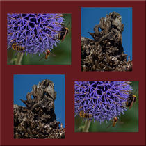 Viererbild "Baumknorren und Blütensummen" by lisa-glueck
