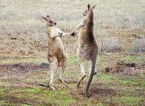 Australian Boxing Kangaroos by Chris Edmunds