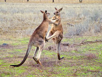 Kangaroos Fighting by Chris Edmunds