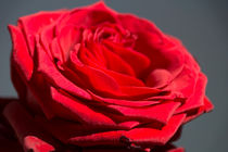 Red Rose von fraenks