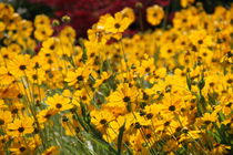 Yellow flowers von Christina McGrath