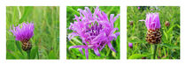 Centaurea jacea von urs-foto-art