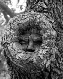 Tree Spirit 1 by O.L.Sanders Photography