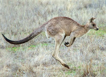 Running Kangaroo von Chris Edmunds