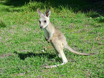 Young Kangaroo by Chris Edmunds