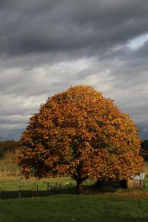 Baum im Herbst von Ralf Wolter