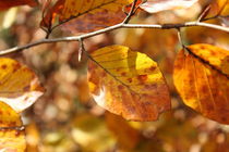 Blätter im Herbst von Ralf Wolter