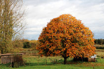Baum im Herbst by Ralf Wolter