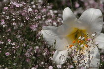 Weiße Blüte im Gras von Ralf Wolter