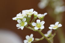 Kleine weiße Blüten von Ralf Wolter