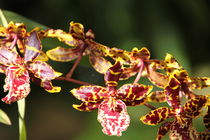 Orchidee von Ralf Wolter