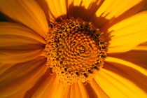 Sonnenblume von Ralf Wolter