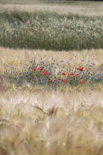 Feld und Blumen im Sommer von Ralf Wolter