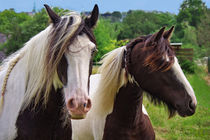 Pferde von AD DESIGN Photo + PhotoArt