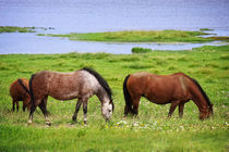 Pferde im Kattinger Watt von AD DESIGN Photo + PhotoArt