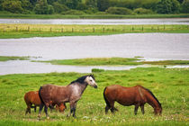 Pferde von AD DESIGN Photo + PhotoArt
