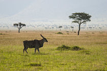 Eland in Masai Mara von Antonio Jorge Nunes