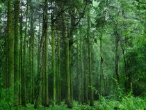 shrouded by trees von urs-foto-art