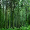 Wald1