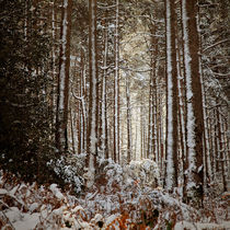 Snowed Forest von Antonio Jorge Nunes