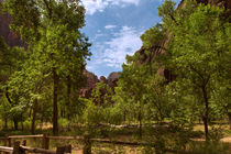 A Verdant Valley In Zion Canyon by John Bailey