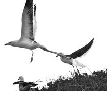 Seagulls Flight by crismanart
