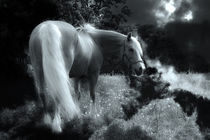 Horse von Christine Sponchia