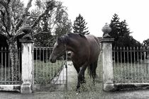 Horse by Christine Sponchia