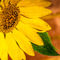 Backyard-sunflowers-035-lr-square-textures-nowm