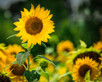 Sunflower von Jon Woodhams